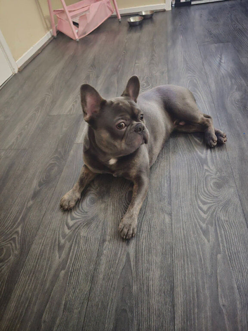 French bulldog