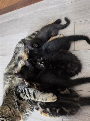 4 kittens for sale!