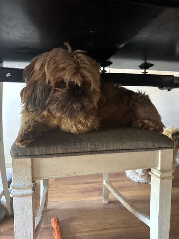 Shih Tzu