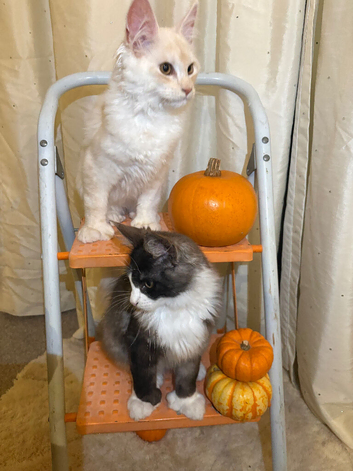 Exceptional polydactyl Maine coon kittens