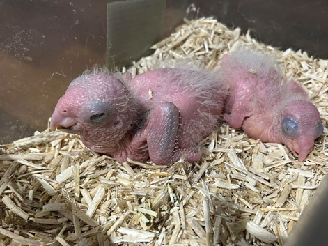 HAND REARED YELLOW THIGHED CAIQUES