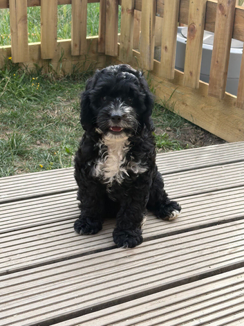 **READY NOW** F1 Cockapoo Pups