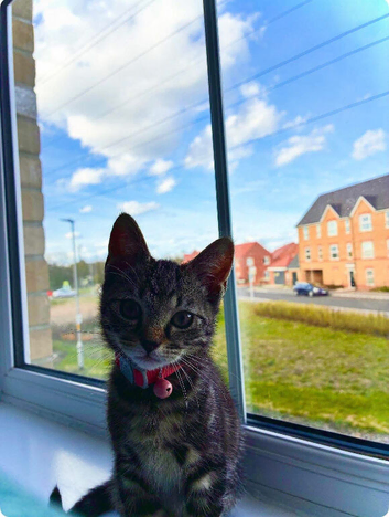 Saffy needs a home