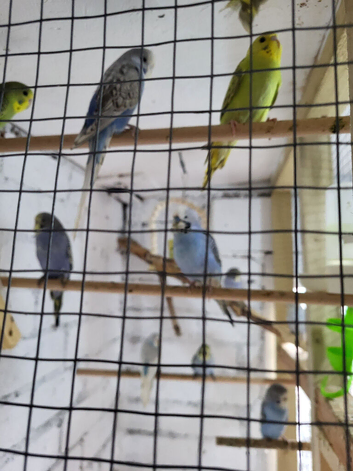 Baby budgies for sale in fife