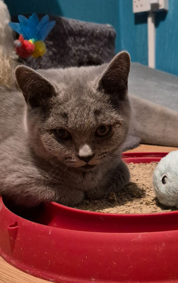 Gorgeous British Shorthair and Longhair