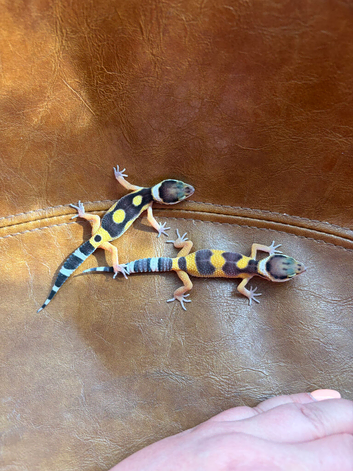 Leopard gecko babies