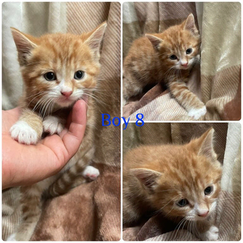 Gorgeous litter of kittens