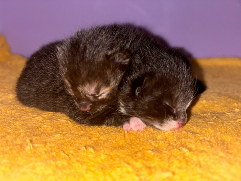 2 adorable kittens