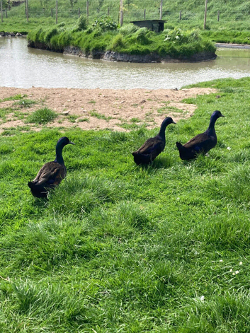 4 Drakes for sale (3 x Cayuga , 1 x Magpie)