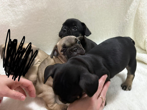 Beautiful French Bulldog Puppies For Sale &ndash; Ready Soon (first week in June)