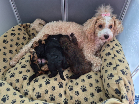 3 CAVORKIE BOYS READY FOR FOREVER HOMES