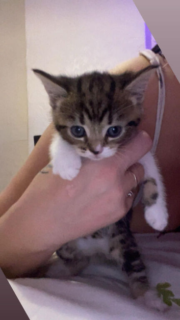 kittens