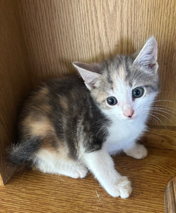 Kittens ready now