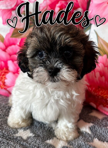 Shipoo Male puppy ready now