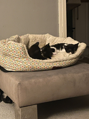 Kittens
