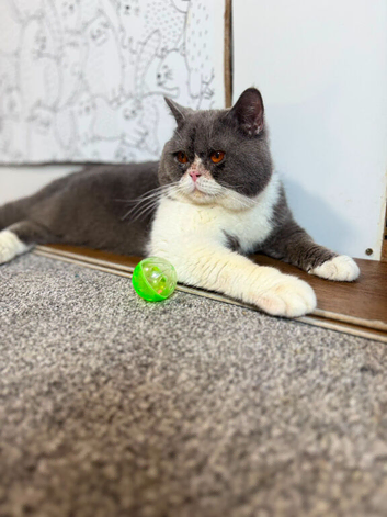 British shorthair