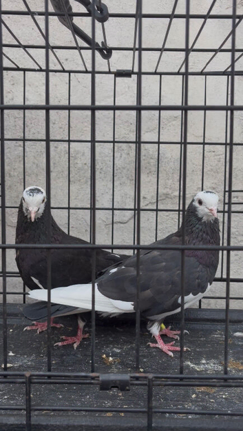 Mixed pigeons