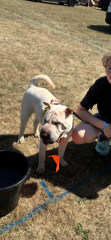 Platinum Shar Pei Female