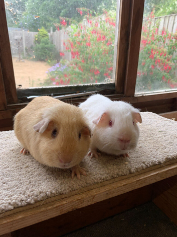 Sweet Baby Short Coated Satin Guinea Pig Boars