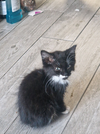 Ragdoll cross maincoon kittens
