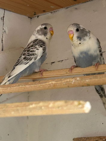 2x young budgies for sale