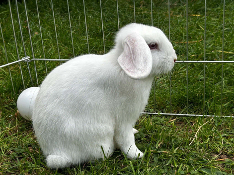 Mini lops for sale
