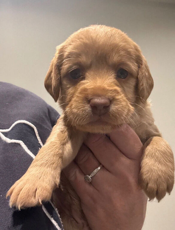 Gorgeous litter 4 girls and 3 boys