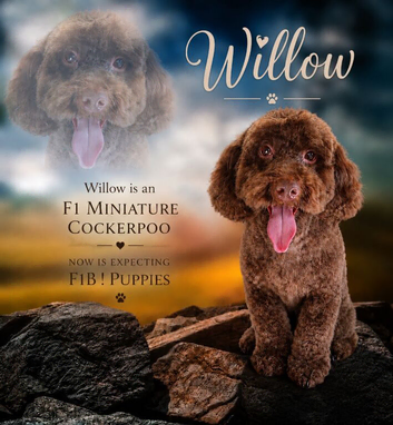 Extensively health tested parents! f1b mini cockapoo
