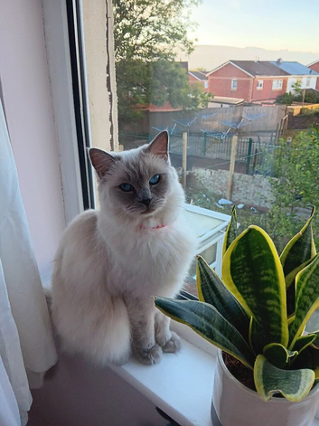 Blue colour point Female for sale.