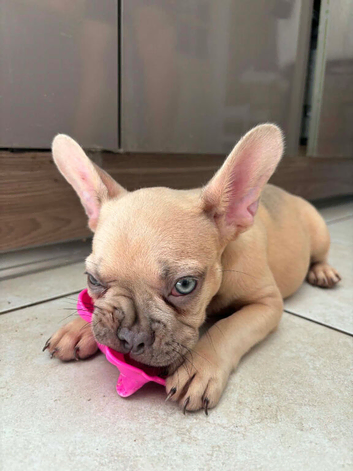 French bull dog champagne