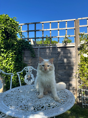 Rare Red Flame Point Male Ragdoll