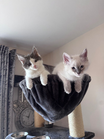 2 boy 3/4 maincoon 1/4 ragdolls kittens