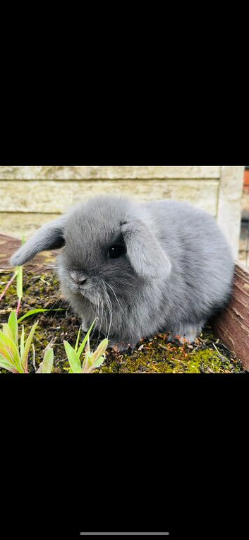 Lilac mini lops