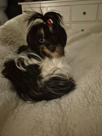 Last the most beautiful girl biewer terrier