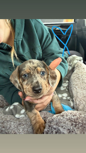 Miniature dachshund