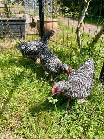 8 week old bantam cuckoo marans grower boys available