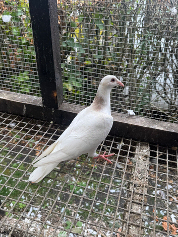 Coloured racing pigeons