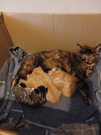 Kitten