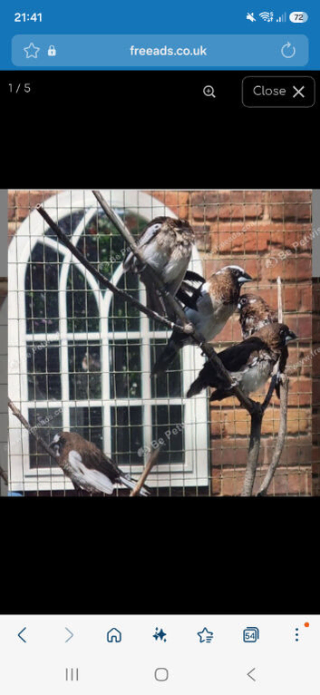 Bengalese finches