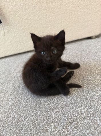 small kitten