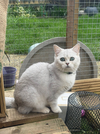 GCCF registered British Shorthair