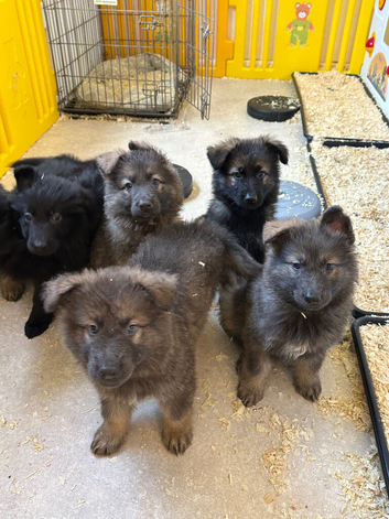 German shepherd puppies