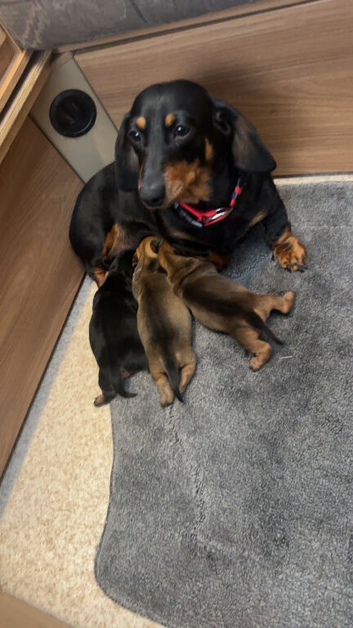 Miniature dachshund puppies
