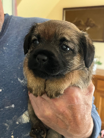 Border terrier puppy