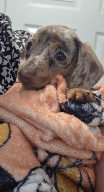 Dapple female miniature dachshund