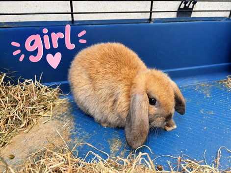Ready Now! Gorgeous Mini Lop Babies!