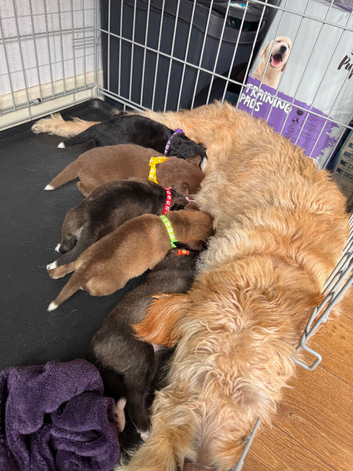 Labradoodle &times; Siberian Husky Puppies &ndash; Bury
