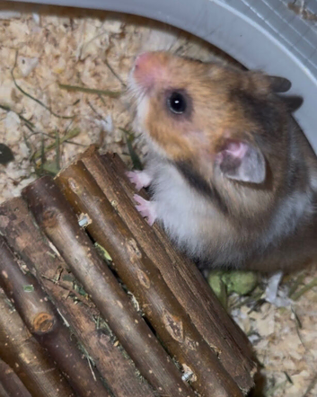 Hamster