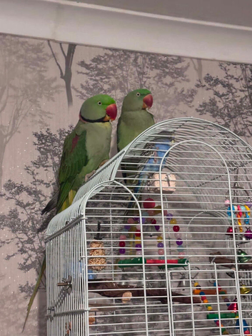 Alexandrine pair female and male