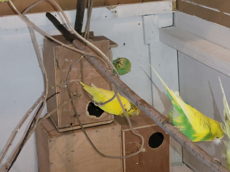 Budgies and adults all colours 20